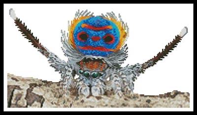 Mini Peacock Spider - Artecy Cross Stitch