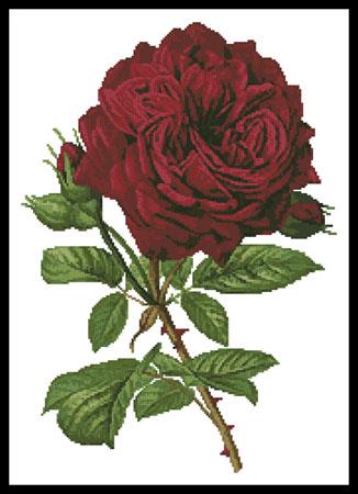 Duchesse De Dino Rose - Artecy Cross Stitch