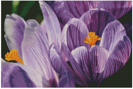 Crocuses - Fox Trails Needlework