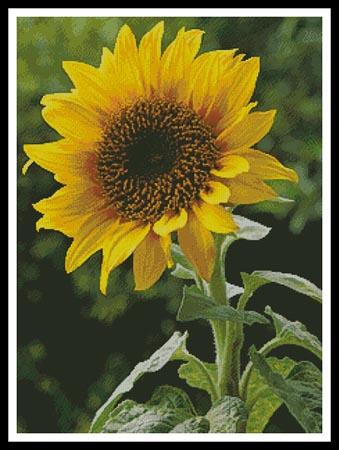 Sunflower (Large) - Artecy Cross Stitch