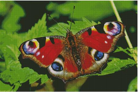 Peacock Butterfly - Fox Trails Needlework