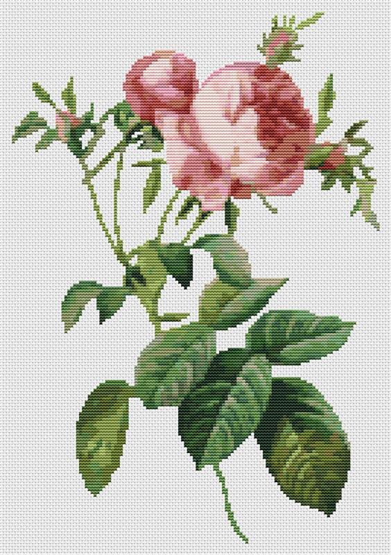 Rosa Centifolia Foliacea - Art of Stitch, The