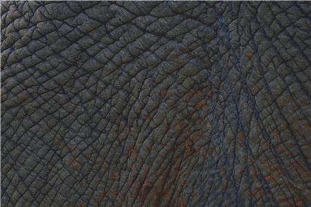 Elephant Skin - X Squared Cross Stitch