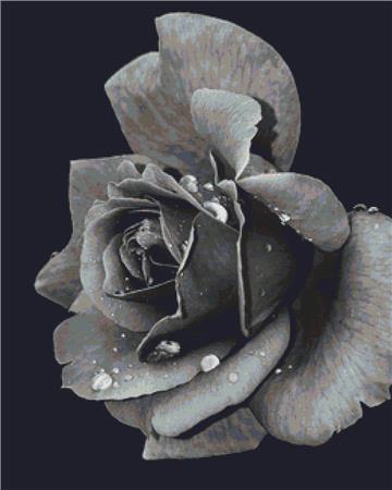 Black And White Rose - X Squared Cross Stitch
