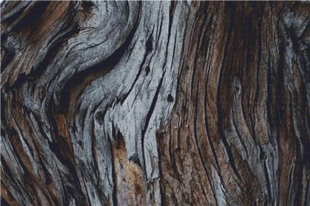 Eucalyptus Tree Bark - X Squared Cross Stitch