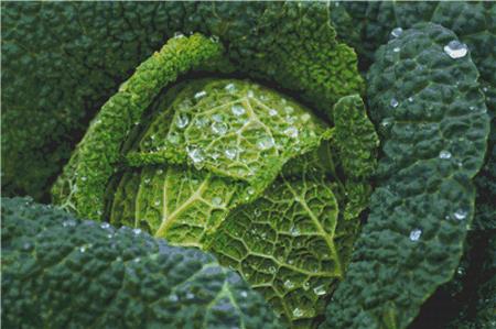 Cabbage - X Squared Cross Stitch