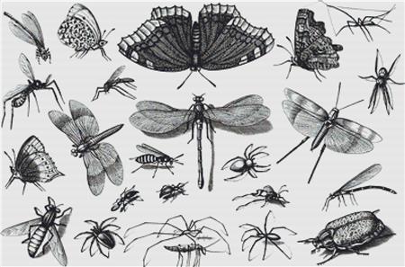 Vintage Insects I - X Squared Cross Stitch