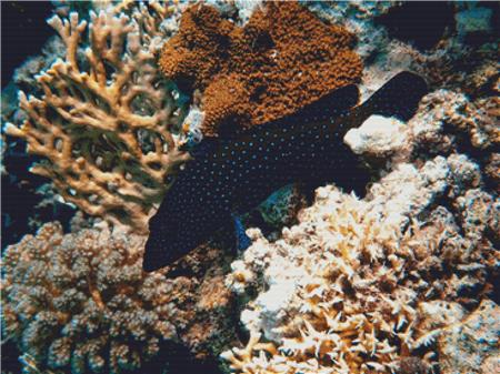 Coral Reef Fish - X Squared Cross Stitch