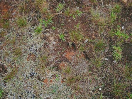 Sparse Grass And Vegetation - X Squared Cross Stitch