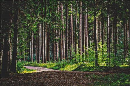 Forest Glade - X Squared Cross Stitch