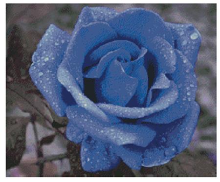 The Blue Rose - Fox Trails Needlework