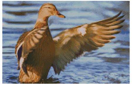 Mallard - Fox Trails Needlework