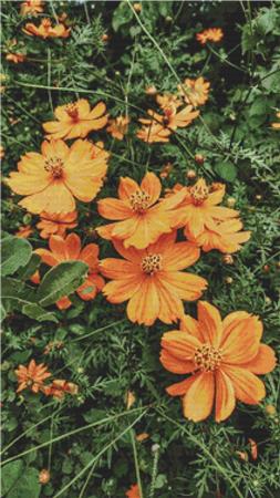 Orange Cosmos - X Squared Cross Stitch