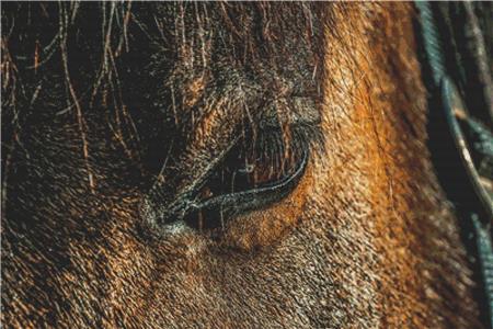 Horse Eye - X Squared Cross Stitch
