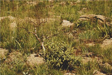 Small Dead Tree On A Grassland - X Squared Cross Stitch