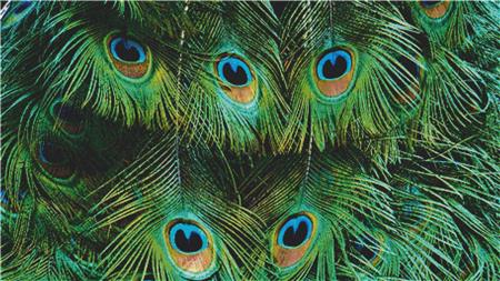 Lovely Peacock Feathers - X Squared Cross Stitch