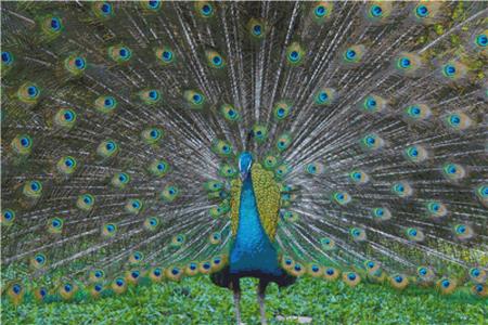 Peacock On Display - X Squared Cross Stitch