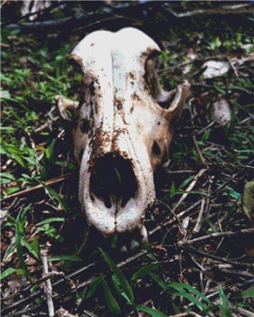 Skull On The Ground - X Squared Cross Stitch