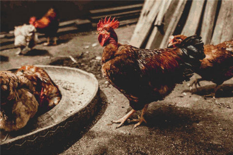 Fowl - X Squared Cross Stitch