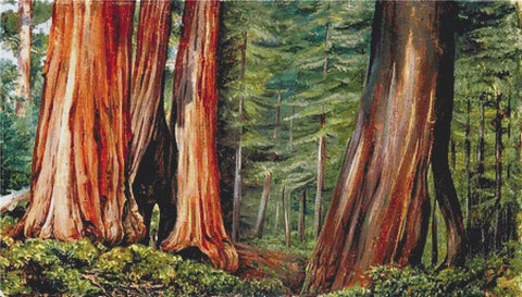 The Mariposa Grove Of Big Trees - X Squared Cross Stitch