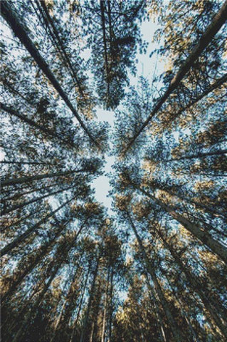 Trees In Pamplona - X Squared Cross Stitch