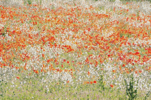 Poppies In A Field - X Squared Cross Stitch