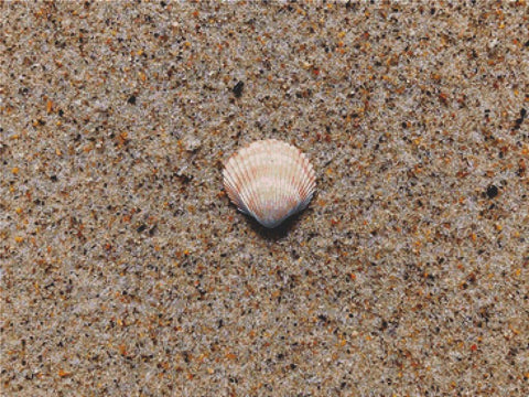 Shell On The Sand - X Squared Cross Stitch