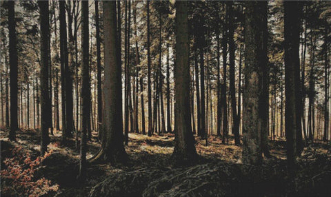 Forest On A March Morning - X Squared Cross Stitch