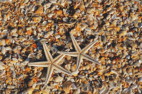 Sea Stars - X Squared Cross Stitch
