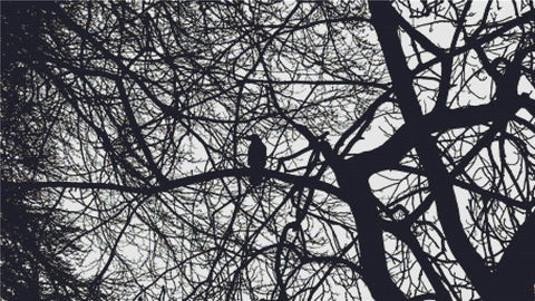 Crow Silhouette - X Squared Cross Stitch