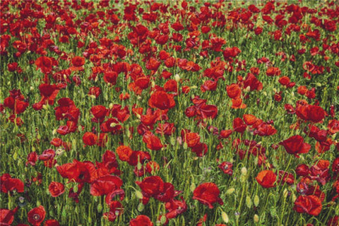 Beautiful Poppies - X Squared Cross Stitch