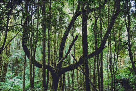 Nelson Falls Nature Trail - X Squared Cross Stitch