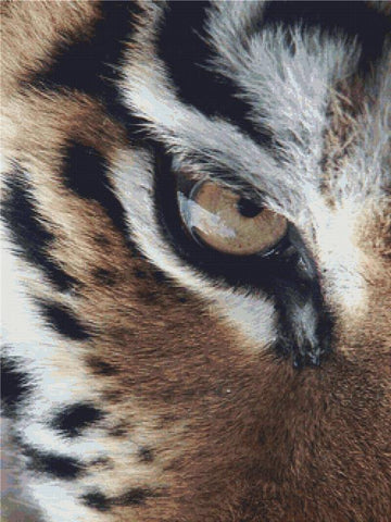 Eye Of The Tiger - X Squared Cross Stitch