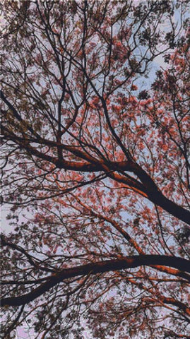 Jacaranda - X Squared Cross Stitch