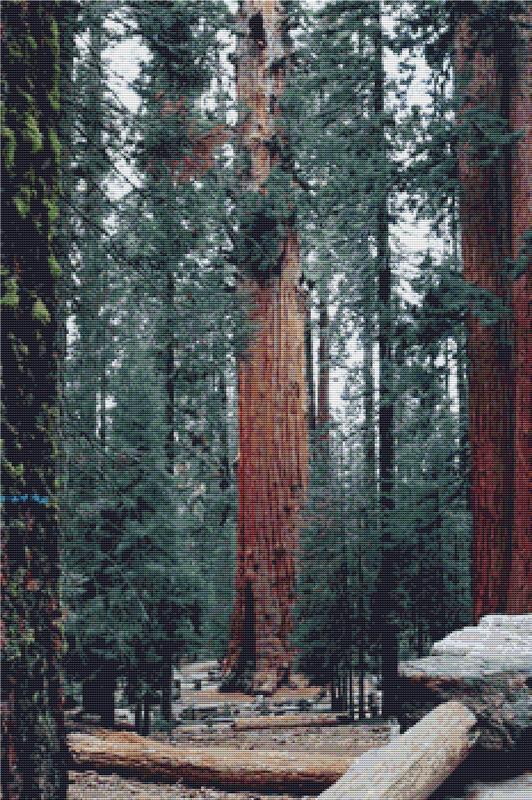 Redwood Tree - X Squared Cross Stitch