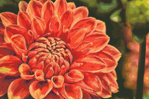 Dahlia In Orange And Coral - Fox Trails Needlework