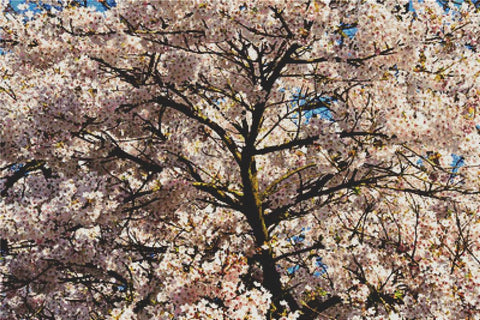 Cherry Blossom Tree - X Squared Cross Stitch