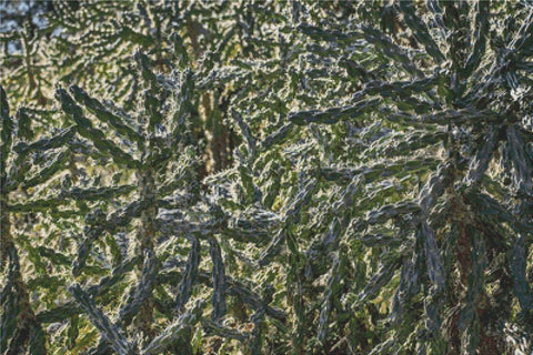 Thorny Cacti - X Squared Cross Stitch