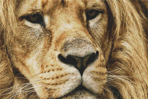 Tawny Lion - X Squared Cross Stitch
