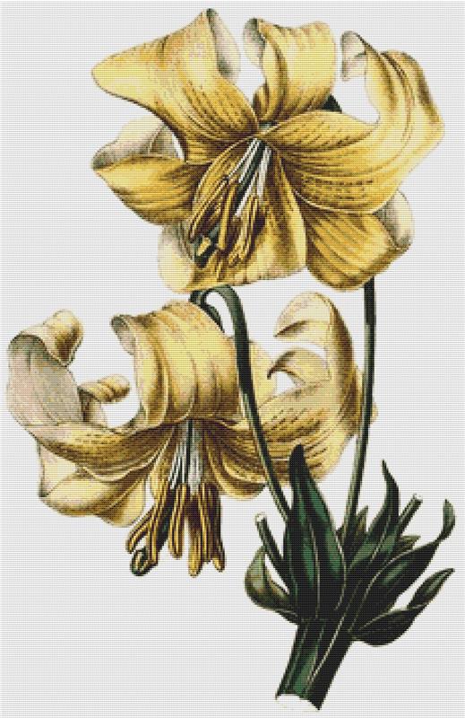 Nankeen Lily - X Squared Cross Stitch