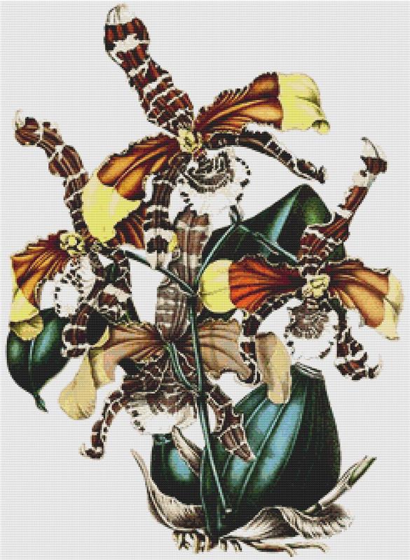 Rossioglossum Grande - X Squared Cross Stitch