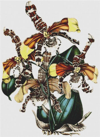 Rossioglossum Grande - X Squared Cross Stitch