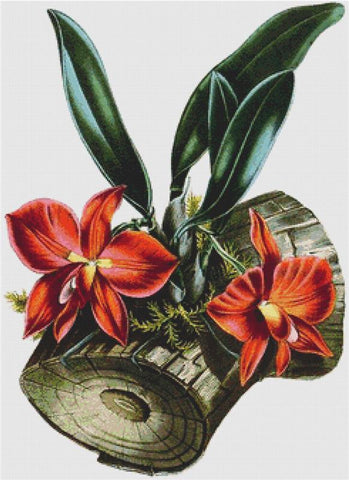 Cattleya Coccinea - X Squared Cross Stitch