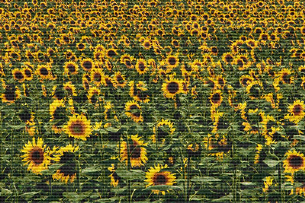 Field Of Sunflowers - X Squared Cross Stitch