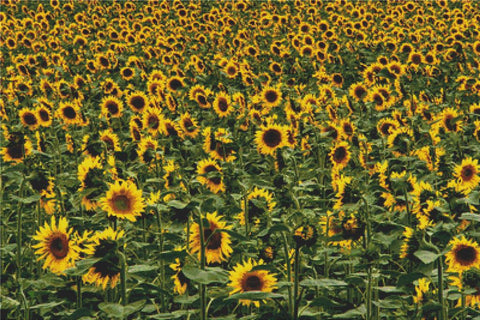 Field Of Sunflowers - X Squared Cross Stitch