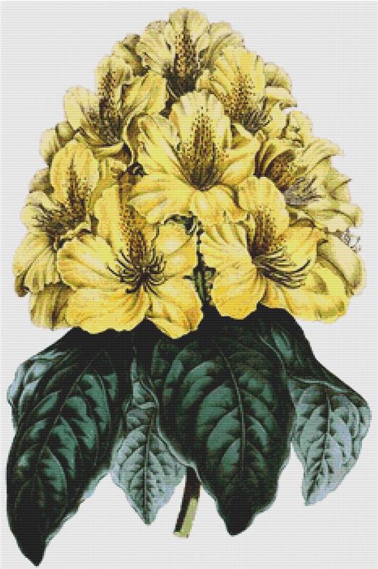 Rhododendrum Smithii Aureum - X Squared Cross Stitch