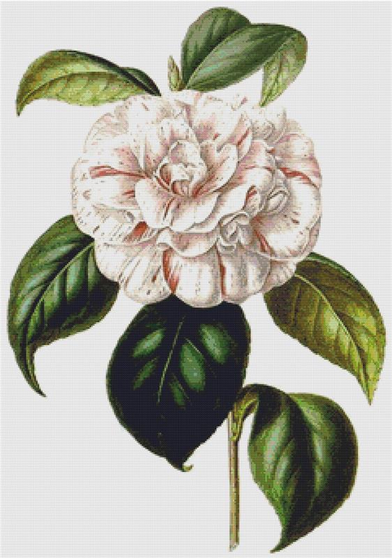 Camellia Grande Duchessa D’Estruria - X Squared Cross Stitch