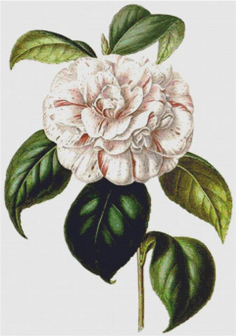 Camellia Grande Duchessa D’Estruria - X Squared Cross Stitch