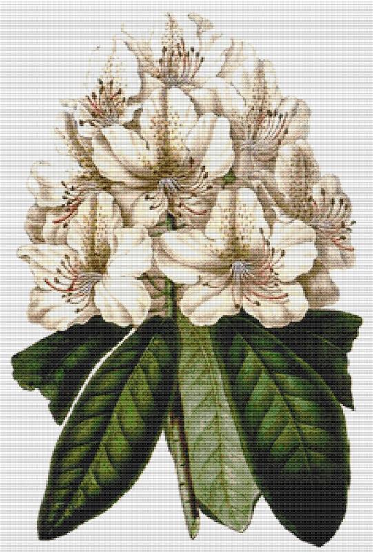 Rhododendron Carneum Elegantissimum - X Squared Cross Stitch