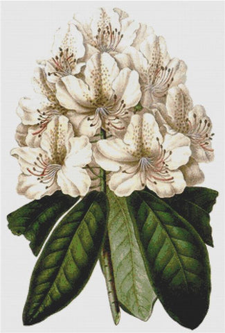 Rhododendron Carneum Elegantissimum - X Squared Cross Stitch